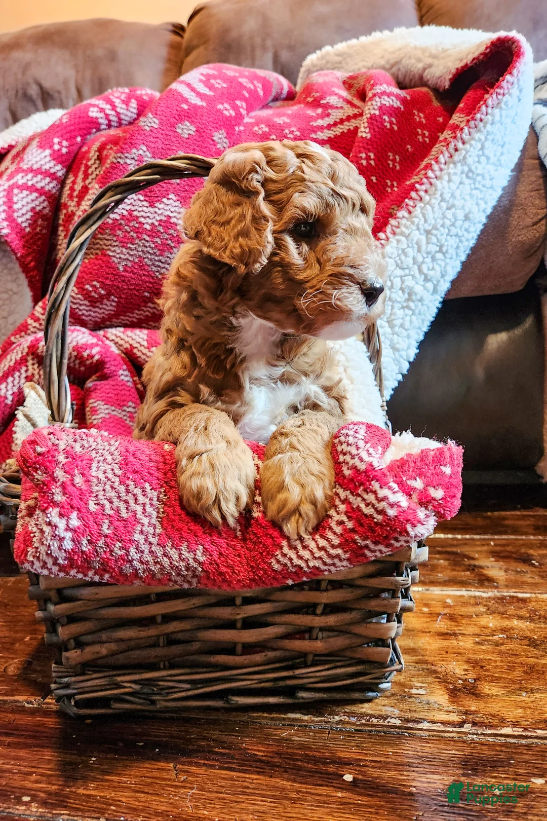 Mini Goldendoodle dogs for sale: Rusty - Ad 2