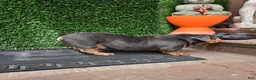 English Bulldog dogs for sale: English Bulldog 1 - Ad 12