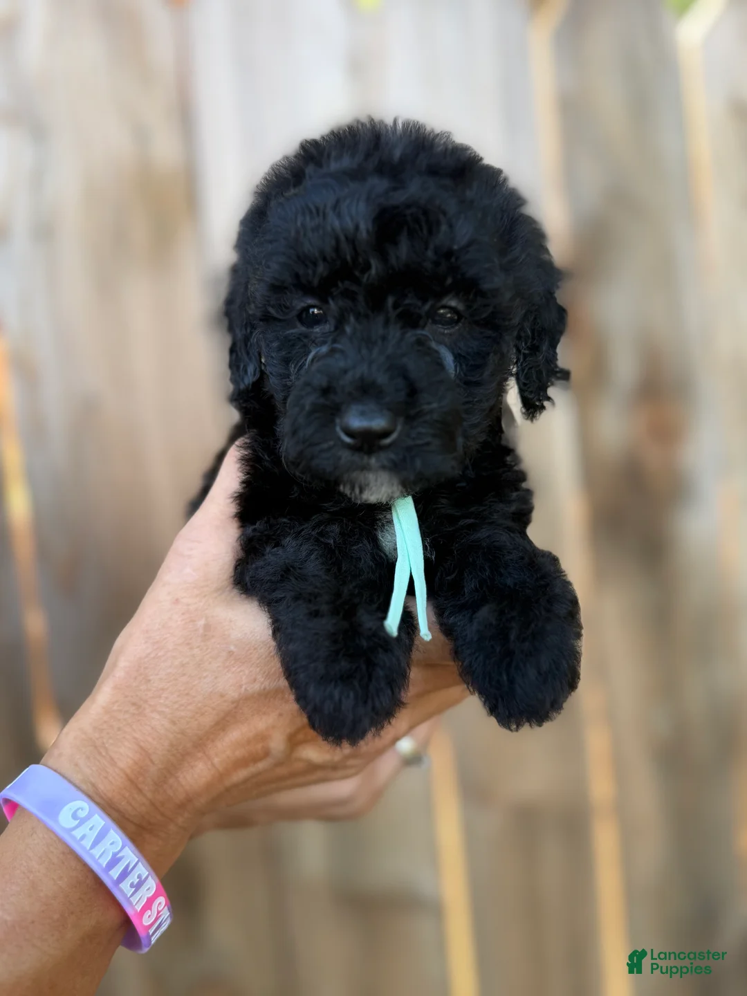 Mixed Breed dogs for sale: Mixed Breed 7 - Ad 1