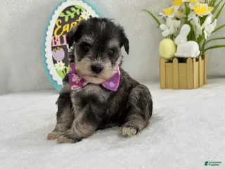 Miniature Schnauzer dogs Bleu Female 1 Blue Eyes - Ad 33