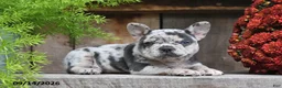 Frenchton dogs for sale: Roxie - Ad 2