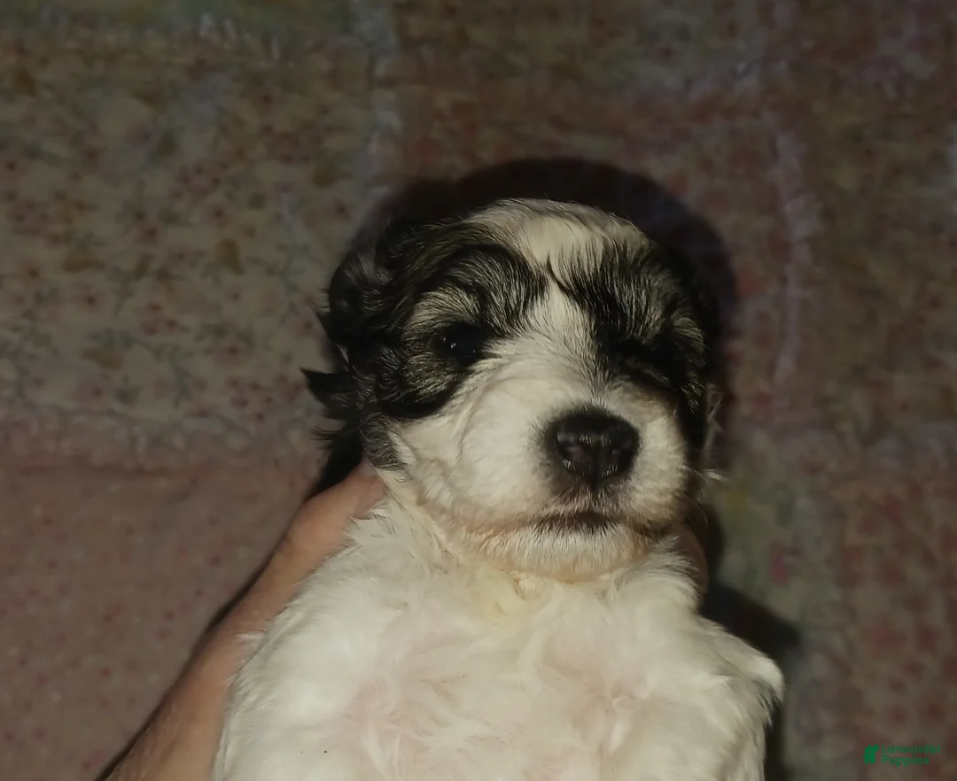 Miniature Schnauzer dogs for sale: Mia's Green Ribbon Boy  - Ad 3