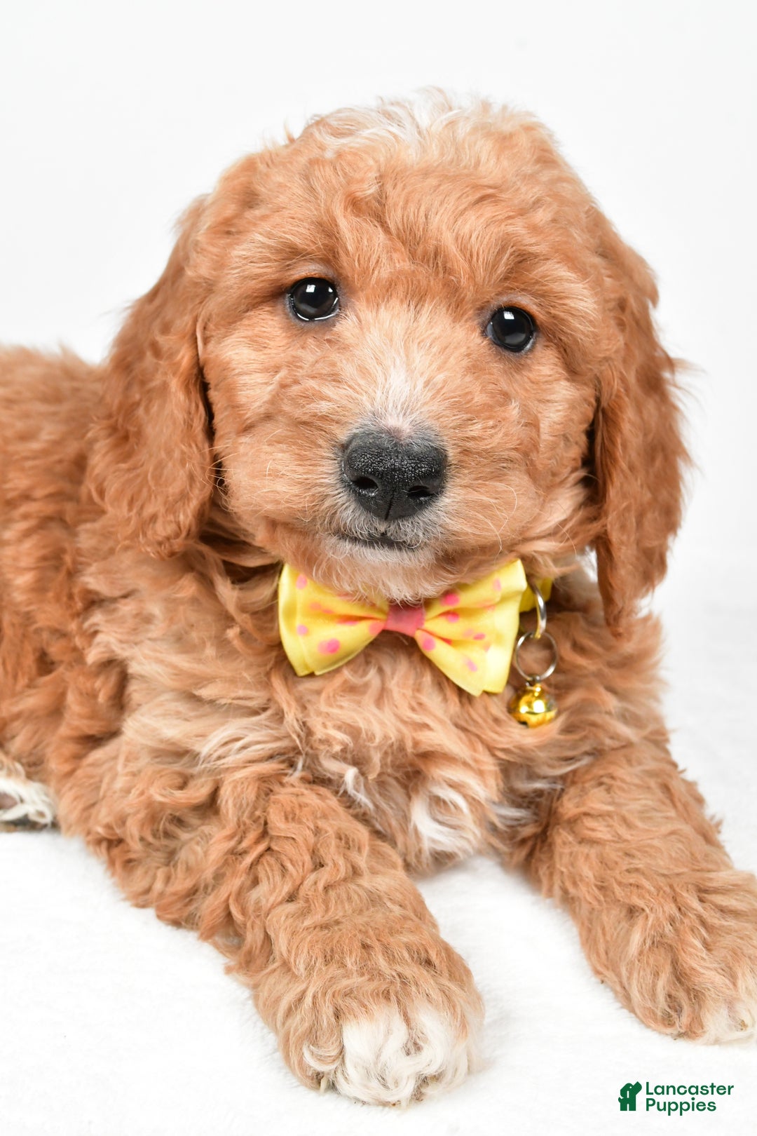 Mini Goldendoodle dogs for sale: Ronnie f one b - Ad 3