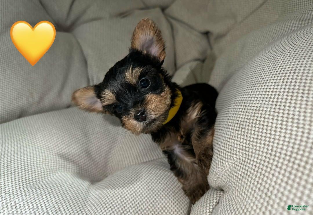 Yorkshire Terrier dogs for sale: Jamie - Ad 3