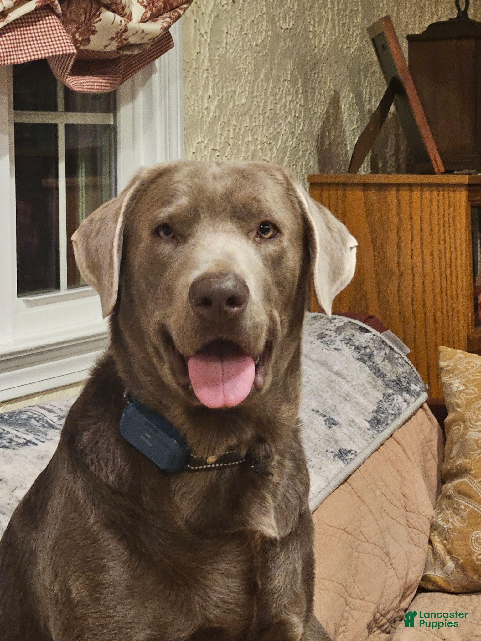 Labrador Retriever dogs Silver Lab For Stud - Ad 2