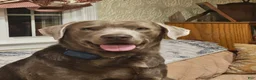 Labrador Retriever dogs for stud: Silver Lab For Stud - Ad 1