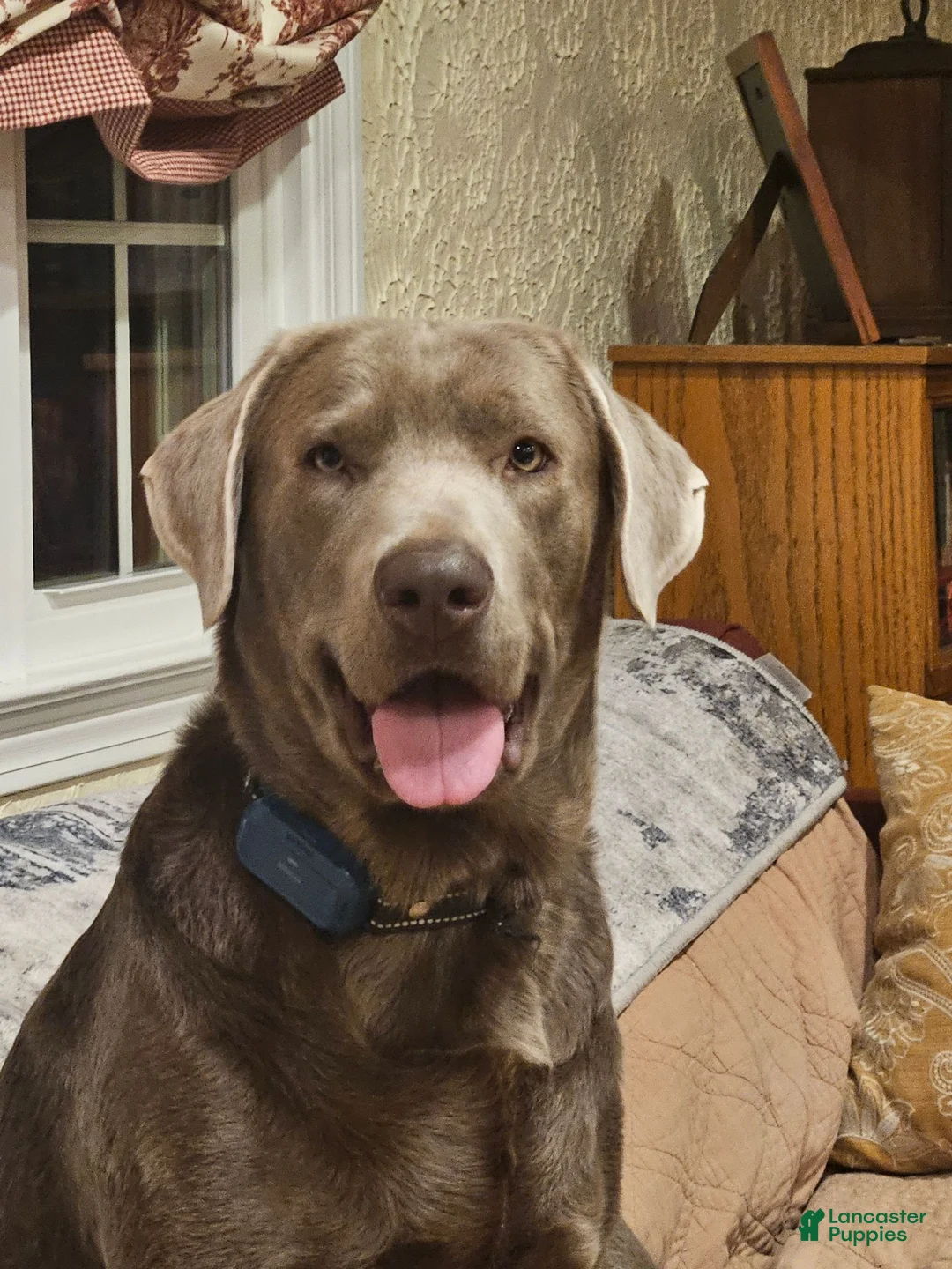 Labrador Retriever dogs for stud: Silver Lab For Stud - Ad 1