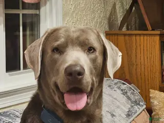Labrador Retriever dogs Silver Lab For Stud - Ad 2