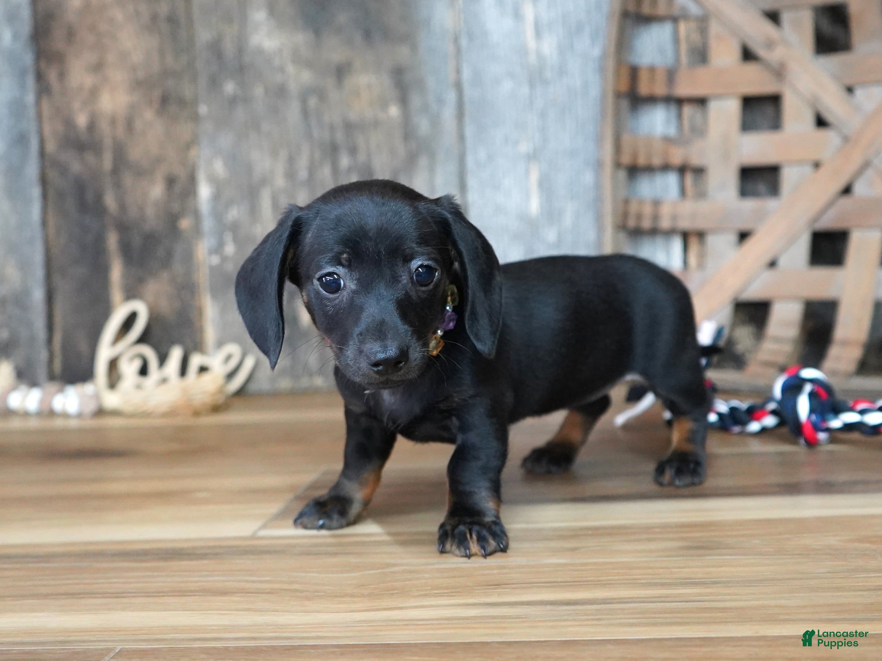 Miniature Dachshund dogs for sale: Abbi - Ad 4
