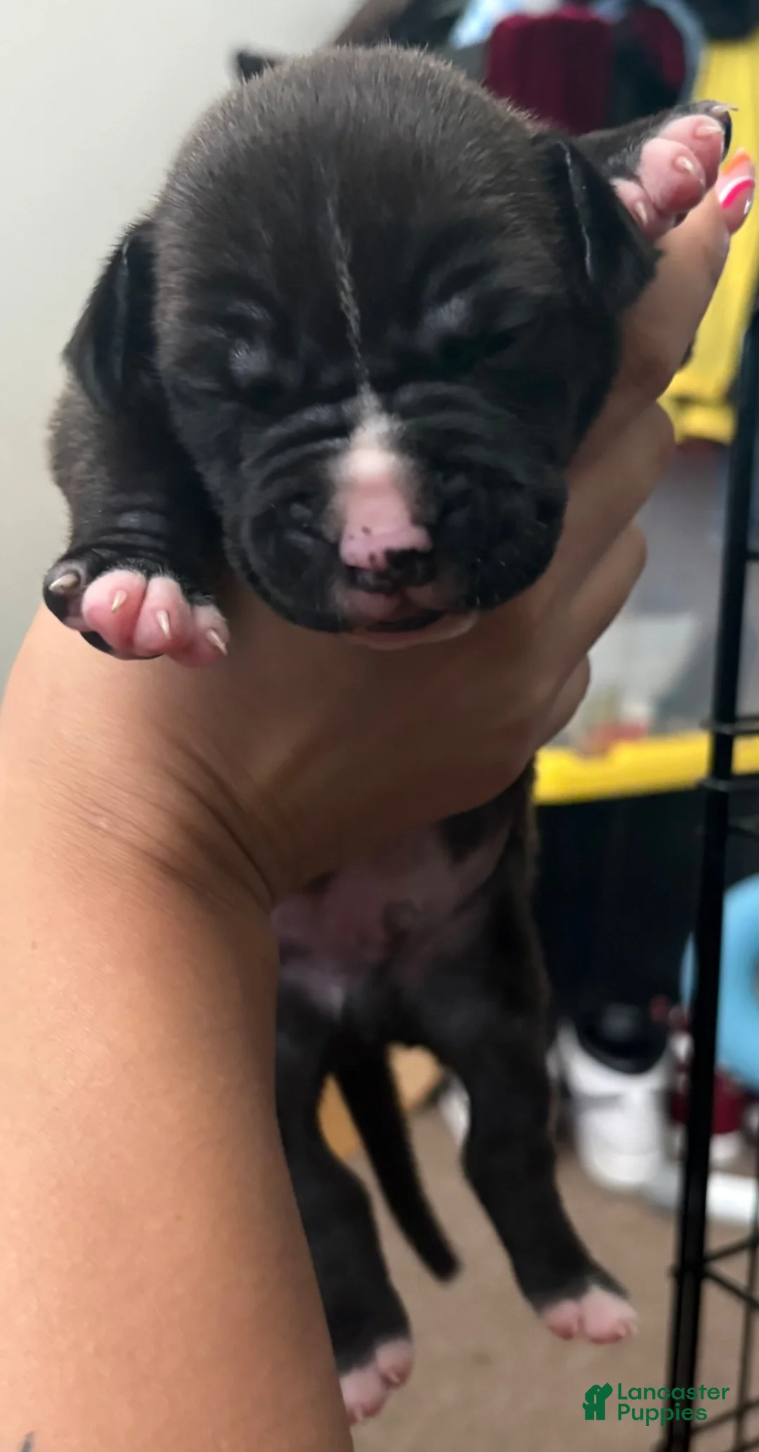 American Pit Bull Terrier dogs for sale: American Pit Bull Terrier 6 - Ad 1