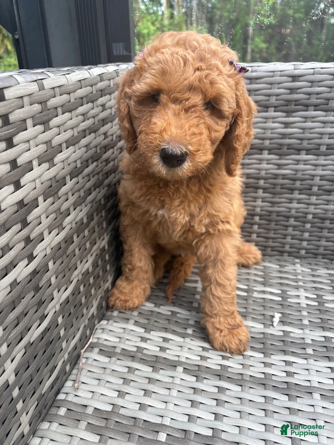 Mini Goldendoodle dogs for sale: Navi - Ad 1