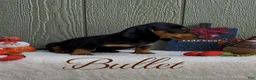 Miniature Dachshund dogs for sale: Bullet - Ad 4