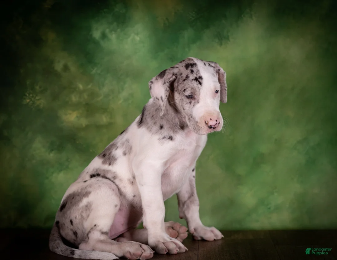 Great Dane dogs for sale: Truffle - Ad 2