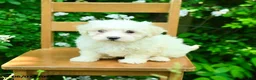 Maltipoo dogs for sale: Karal - Ad 2