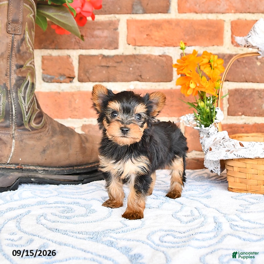 Yorkshire Terrier dogs Wade - Ad 1