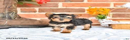 Yorkshire Terrier dogs for sale: Wade - Ad 1