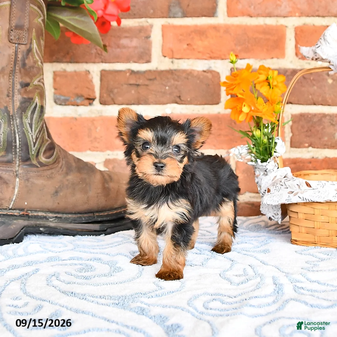 Yorkshire Terrier dogs for sale: Wade - Ad 1