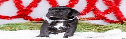 Great Dane dogs for sale: Carol - Ad 8