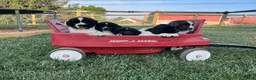Newfoundland dogs for sale: Midnight❤️AKC Genetic Health Tested❤️Schedule a playdate - Ad 4