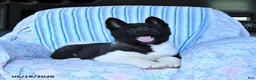 Akita dogs for sale: Reba - Ad 3
