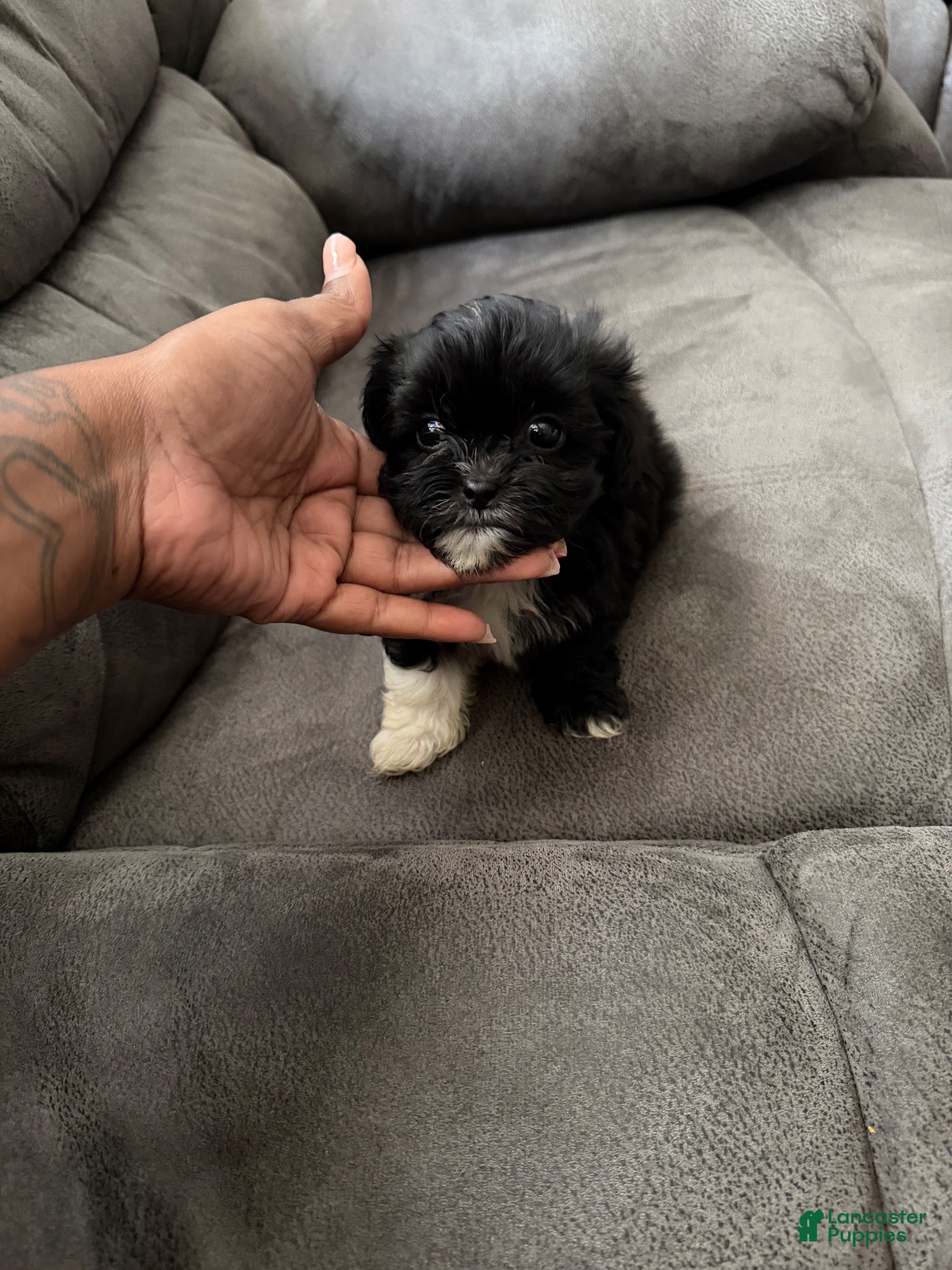 Shihpoo dogs Shihpoo 2 - Ad 15