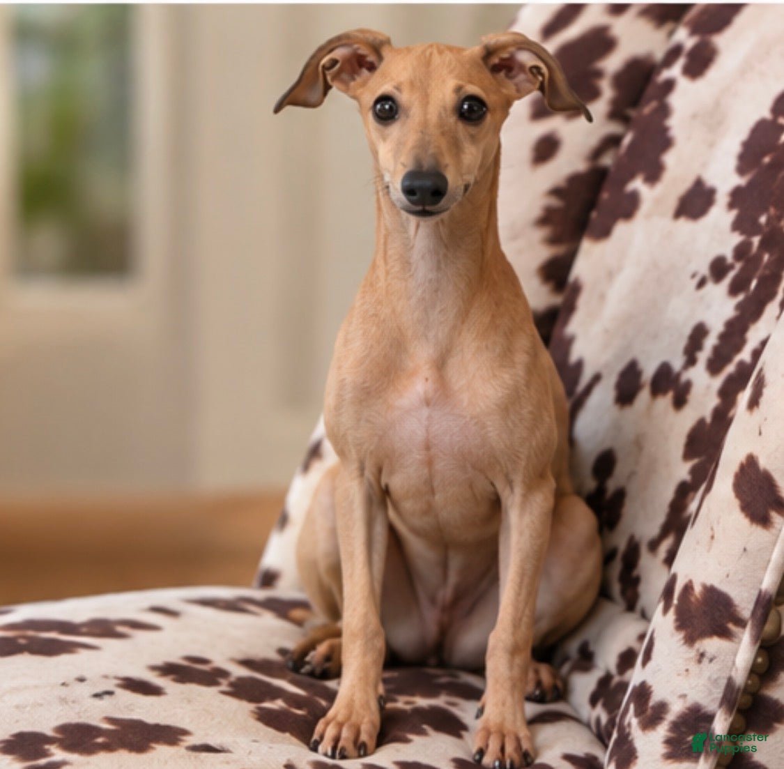 Italian Greyhound dogs for sale: Drizzy - Ad 2