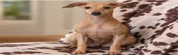 Italian Greyhound dogs for sale: Drizzy - Ad 2