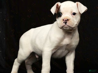 Boxer dogs Winchester - Ad 16