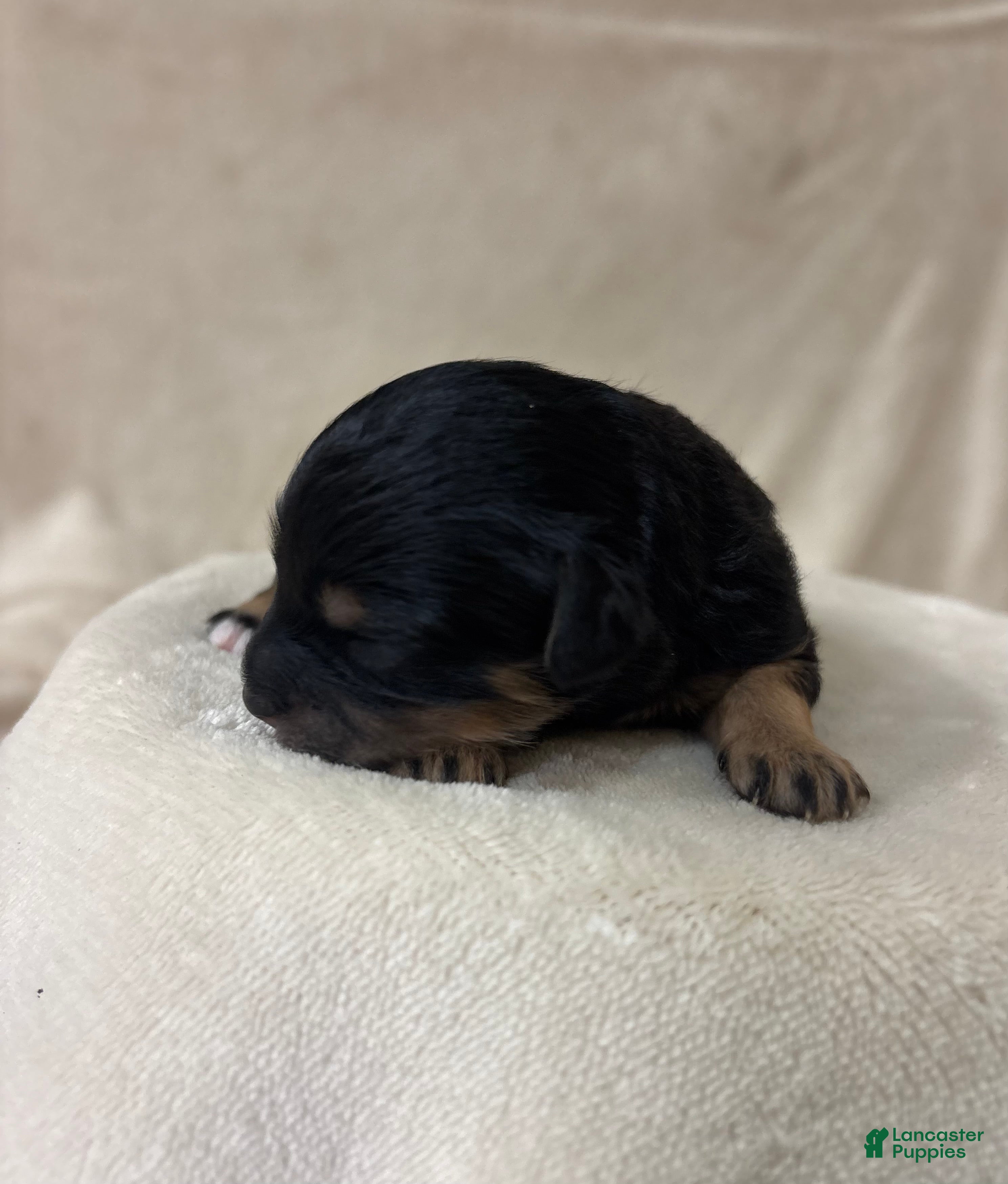 Cavapoo dogs Onyx  - Ad 26
