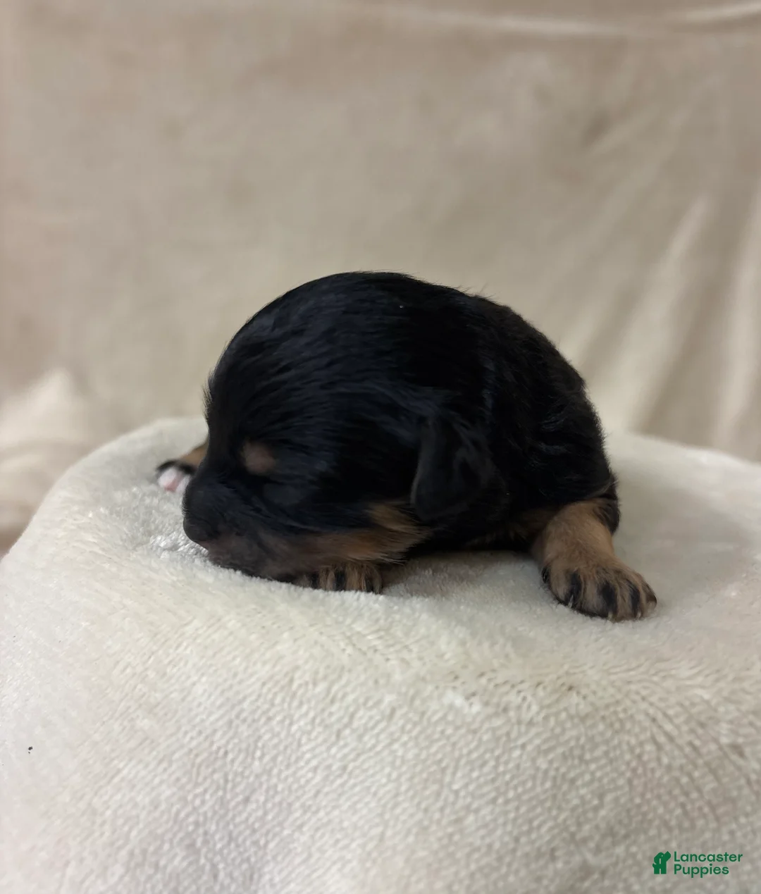 Cavapoo dogs for sale: Onyx  - Ad 1