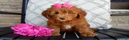 Mini Goldendoodle dogs for sale: Lulu - Ad 5