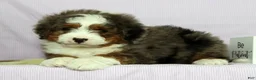 Mini Bernedoodle dogs for sale: Luke - Ad 4