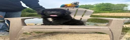 Newfoundland dogs for sale: Bae - Ad 4