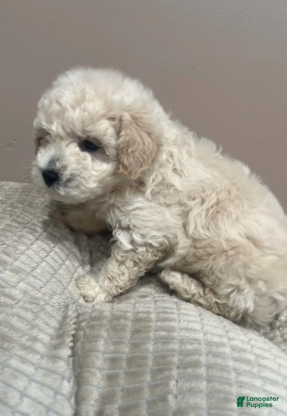 Toy Poodle dogs for sale: Teddy - Ad 1