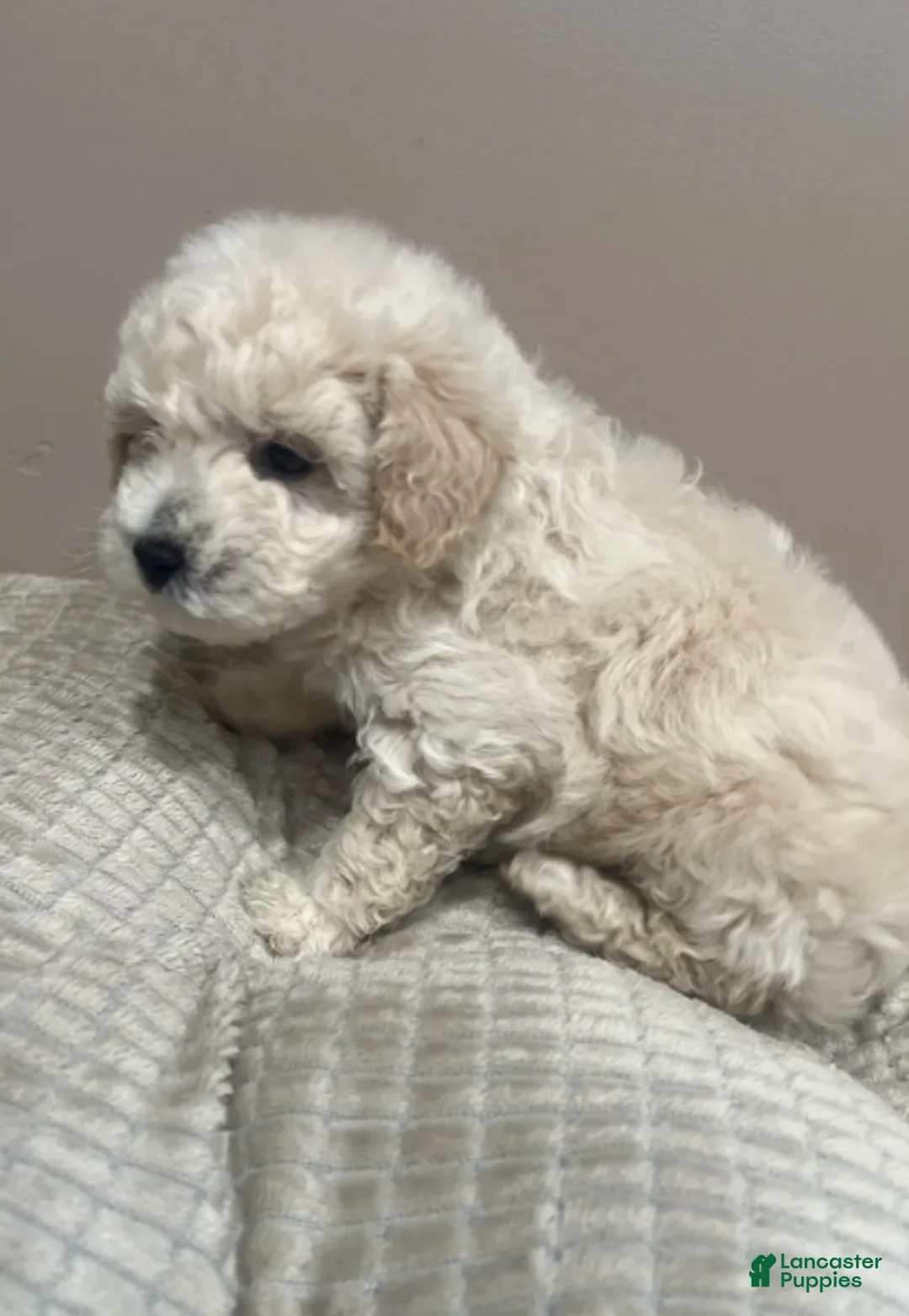 Toy Poodle dogs for sale: Teddy - Ad 1