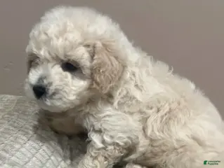 Toy Poodle dogs for sale: Teddy - Ad 1