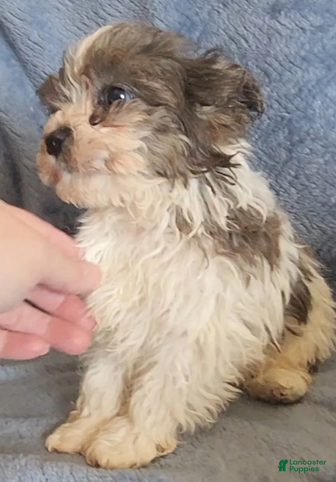 Shihpoo dogs for sale: Alex - Ad 5