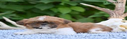 Shih Tzu dogs for sale: Hunter - Ad 3