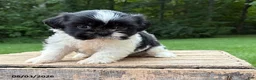 Shih Tzu dogs for sale: Basil - Ad 3