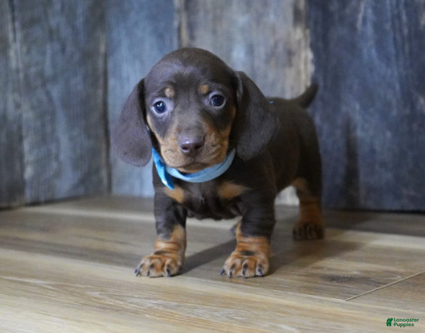 Miniature Dachshund dogs Cole - Ad 2