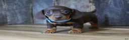 Miniature Dachshund dogs for sale: Cole - Ad 2
