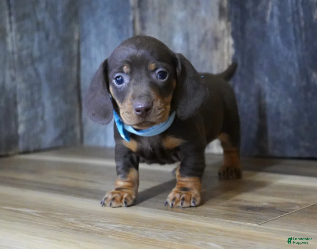 Miniature Dachshund dogs for sale: Cole - Ad 2