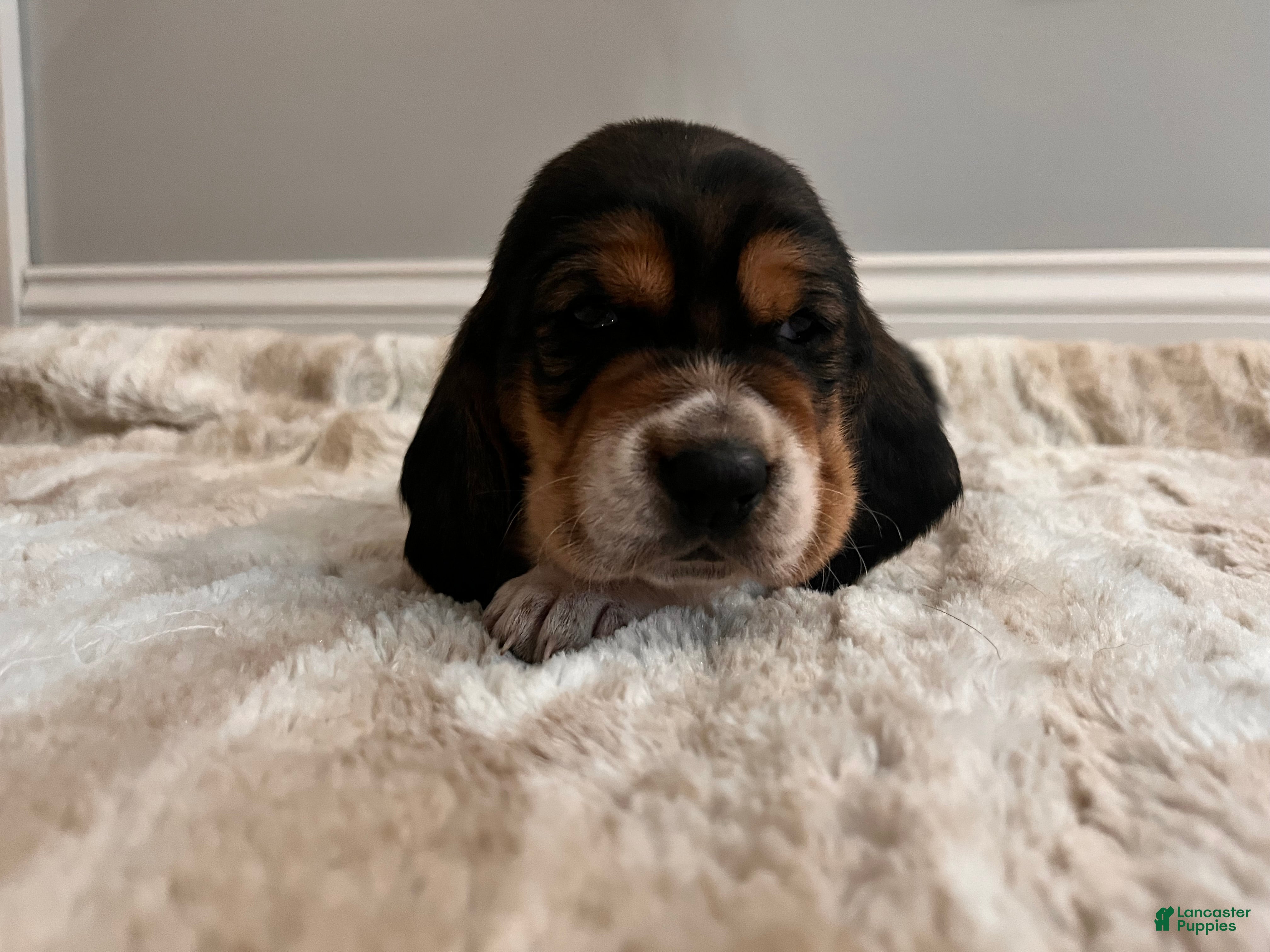 Basset Hound dogs Thelma - Ad 15