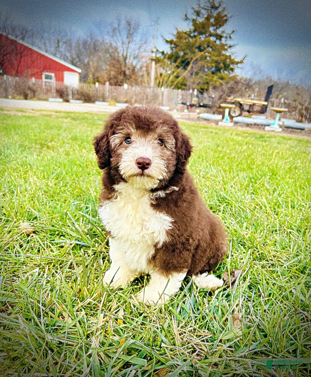 Havapoo dogs for sale: Whisky - Ad 6