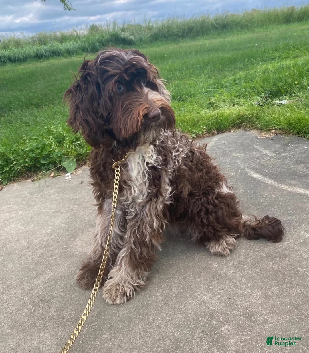 Australian Labradoodle dogs for sale: Sailor Mini Australian labradoodle  - Ad 9
