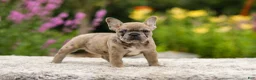 French Bulldog dogs for sale: Gretta - Ad 5
