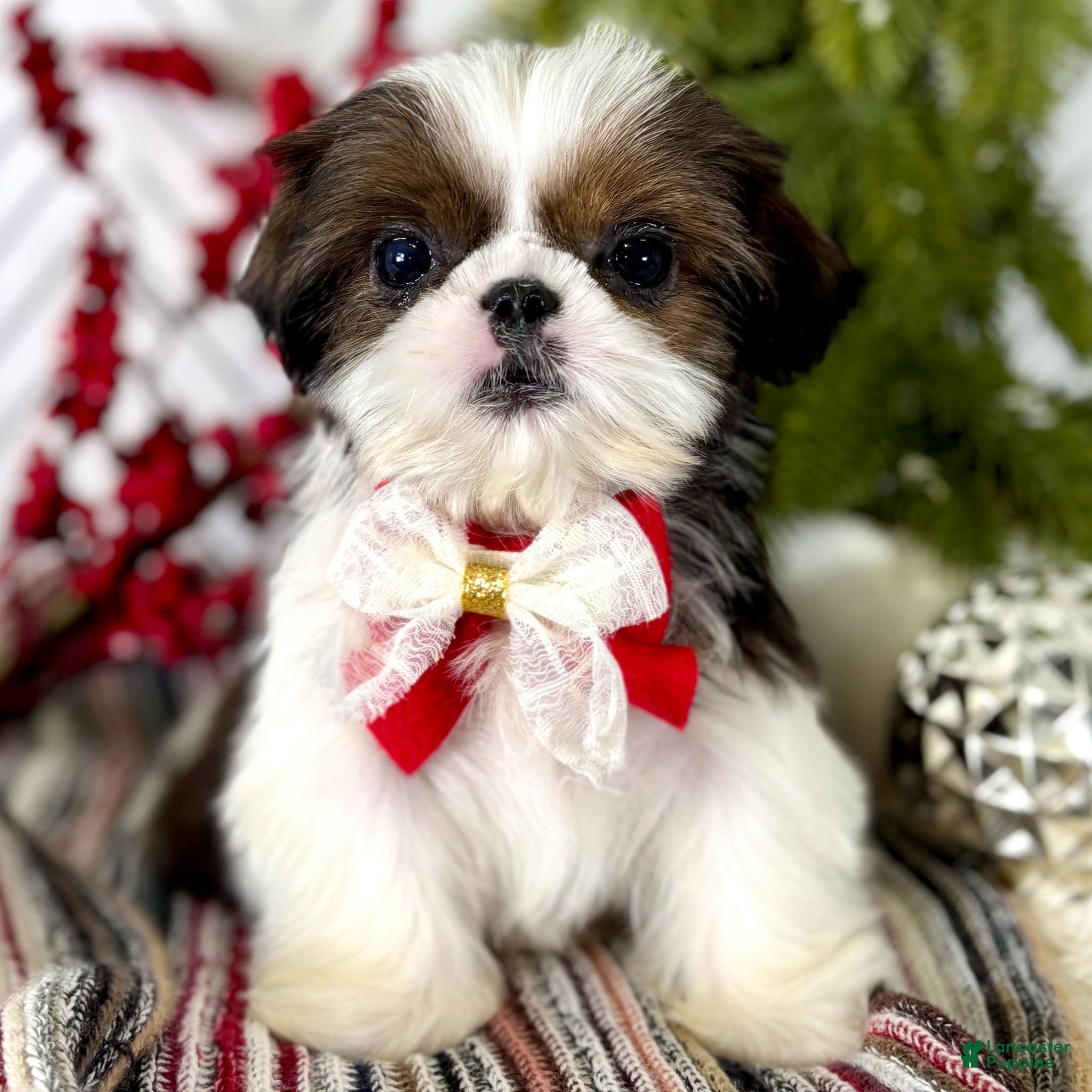 Shih Tzu dogs Cheer - Ad 14