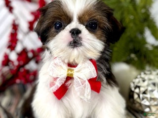 Shih Tzu dogs Cheer - Ad 24