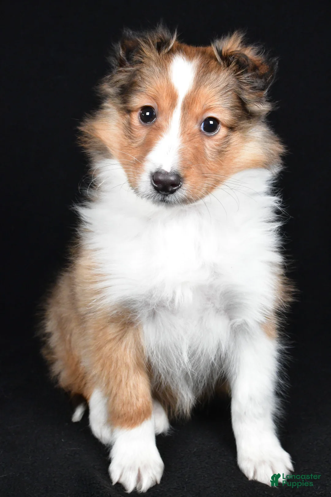 Shetland Sheepdog dogs for sale: Macy - Ad 3