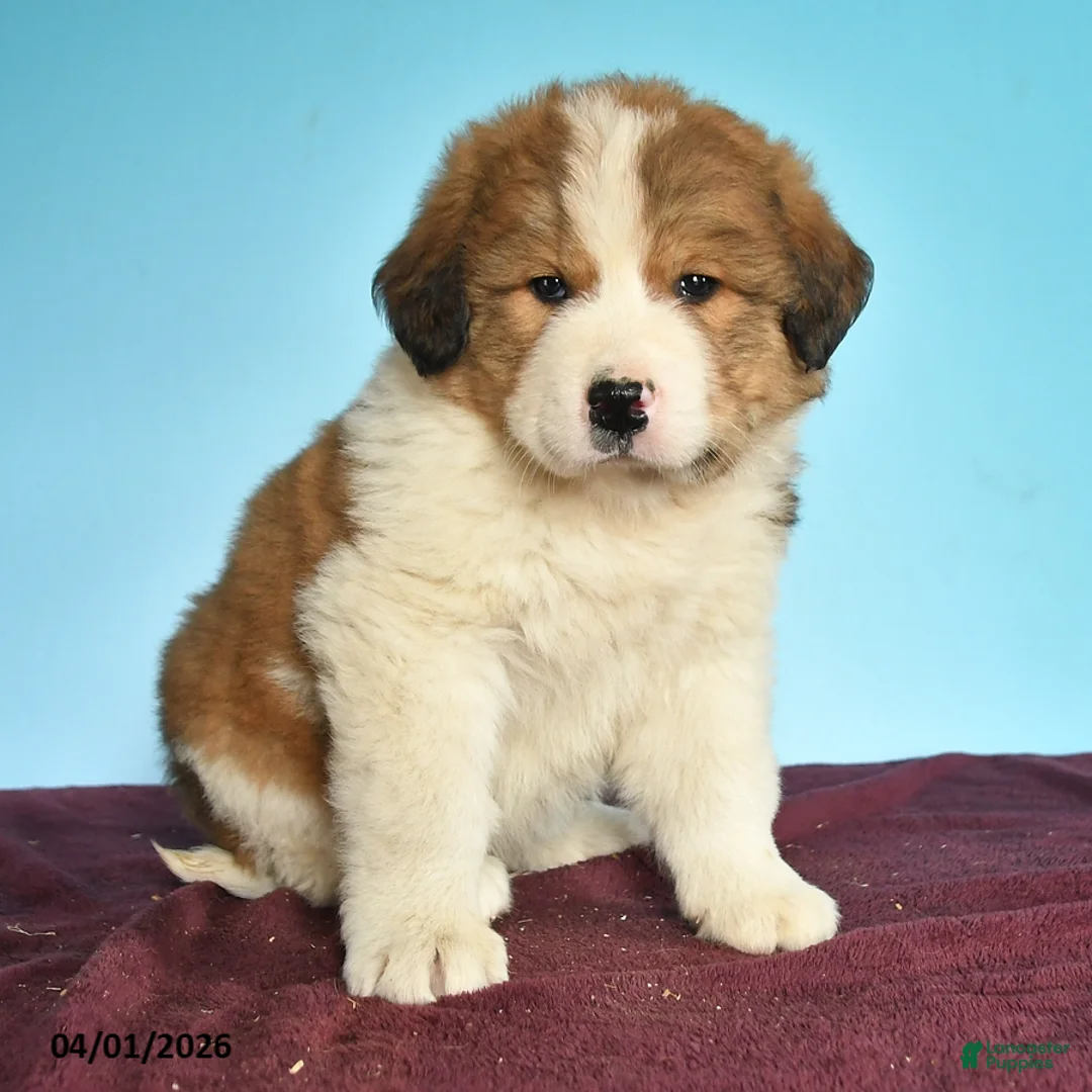 Mixed Breed dogs for sale: Charles - Ad 2